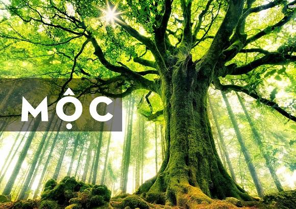 Cac mau sac can tranh doi voi nguoi menh Moc trong nam 2025